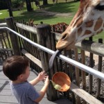 One of our favorite Miami attractions, the Giraffe Feeding Station at Zoo Miami. Just hold onto the bowl!