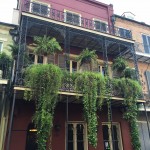 New Orleans French Quarter Ferns
